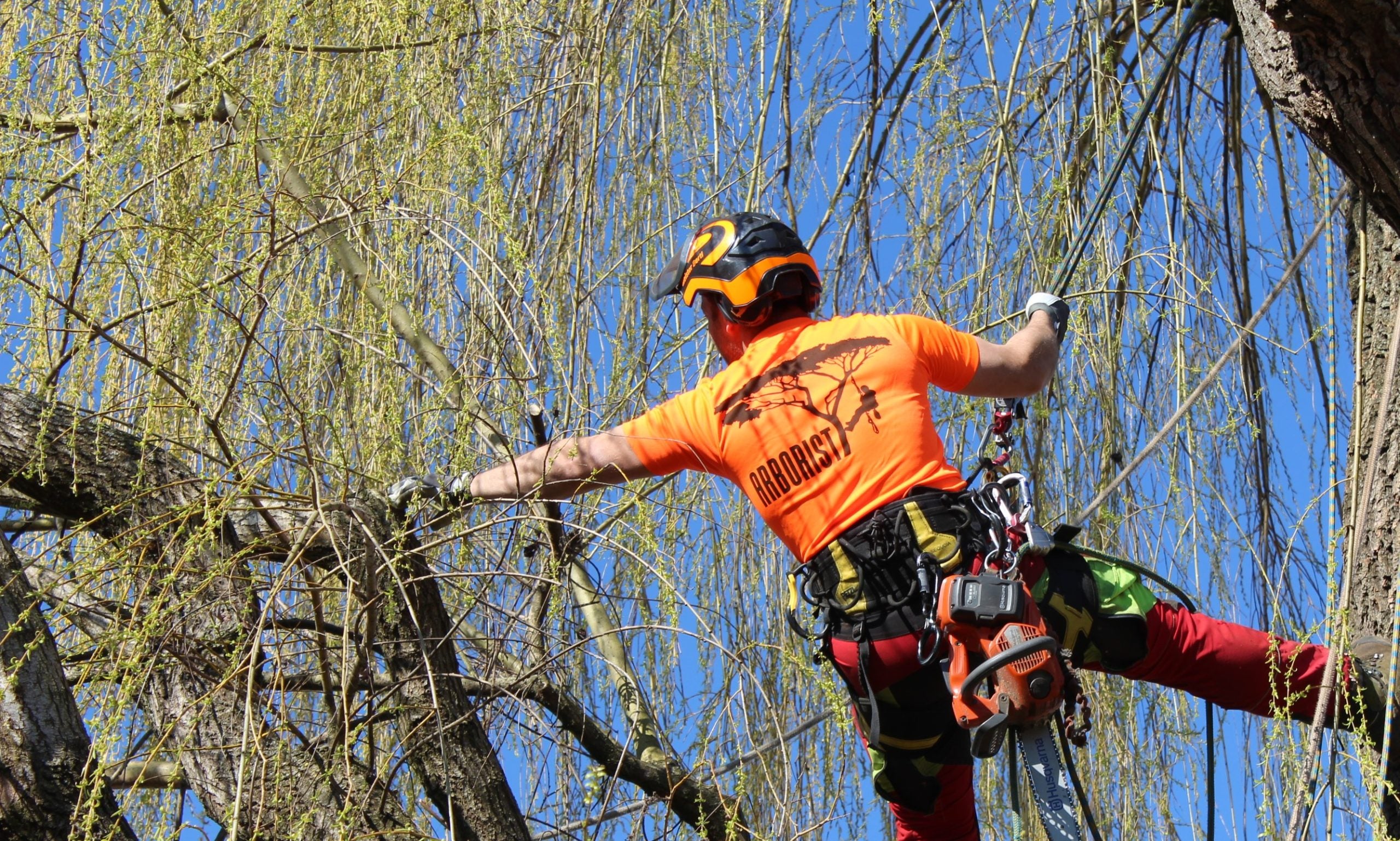 "ARBORIST"